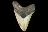 Fossil Megalodon Tooth - North Carolina #109537-1